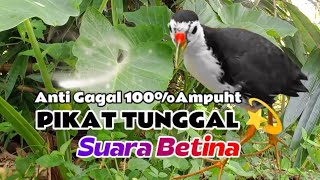 Download lagu SUARA PIKAT BURUNG RUAK-RUAK BETINA  mp3