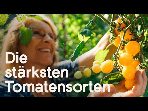 Wetterfeste Tomaten: Top-Sorten für den Freilandgarten - robust und ertragreich! 🍅🌱😍