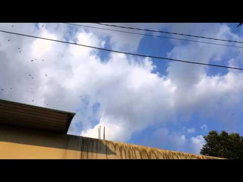 Kháo sát chim yến tại thị trấn Trảng Bom - Đồng Nai