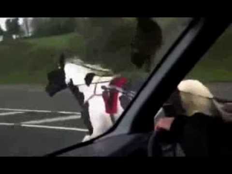 See just how dangerous the sulky races can be