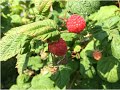 Biointensive Perennial Urban Orchard Garden ...