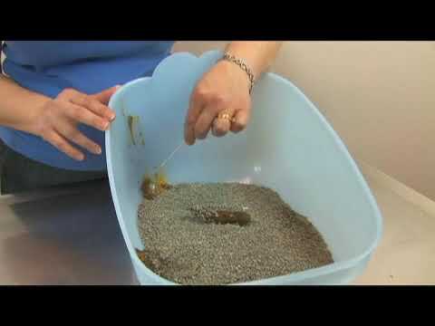 YouTube video about: Can wet food cause diarrhea in cats?