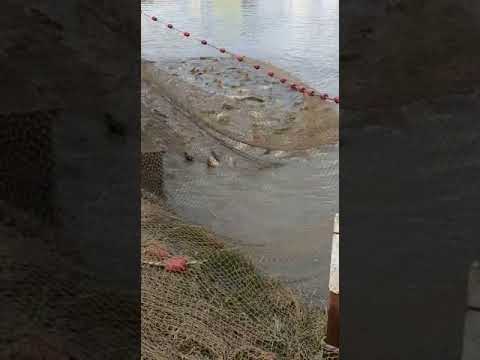 Pescaria Andra Sacalaz