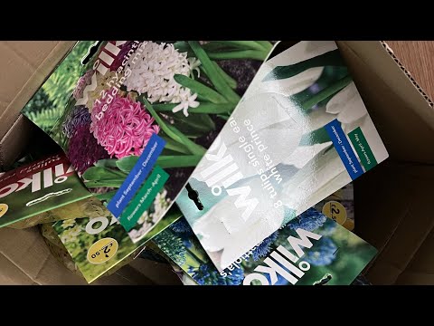 , title : 'Spring Bulbs Unboxing with myself & Puggy Ava | Daffodils | Snowdrops | Tulips | Alliums & more'