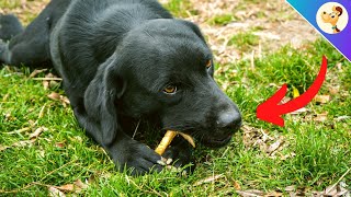How To Get Your Dog Out Of The Habit Of Eating Things Off The Ground