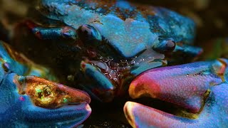 Kaitlyn Aurelia Smith &amp; Joe Goddard - Neptunes (Official Video)