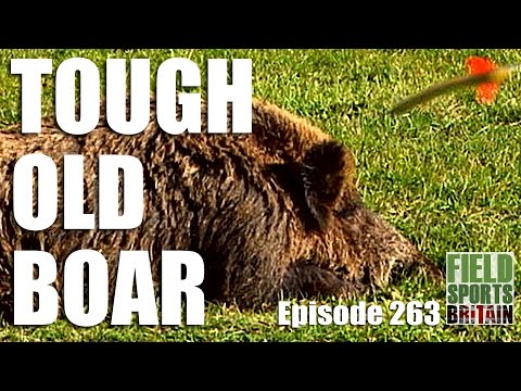 Fieldsports Britain – Tough Old Boar Fieldsports Britain – Tough Old Boar