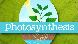 Photosynthesis for Kids - Introduction to Photosynthesis for Children: FreeSchool