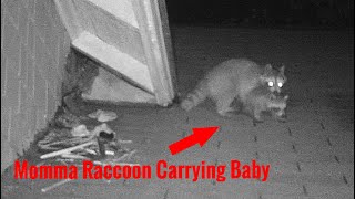 Convincing Momma Raccoon to Remove Her Babies from Attic