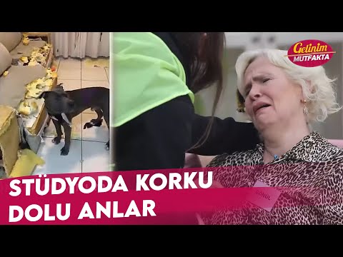 Köpek Koltukları Yedi Gönül Teyze Fenalaştı - Gelinim Mutfakta 9 Ocak Salı