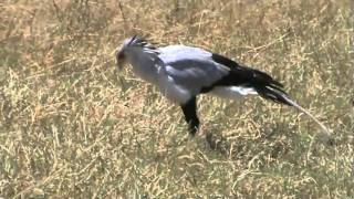 preview picture of video 'Kenya, Masai Mara - Safari bird'