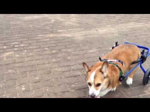 ラッキーちゃん歩く
