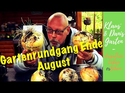 Gartenrundgang Ende August / von Riesenzwiebeln und Minikürbissen