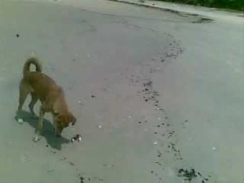 Malpe Beach Udupi India part 1