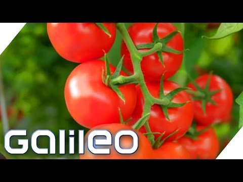 The Best Tomato | Galileo | ProSieben