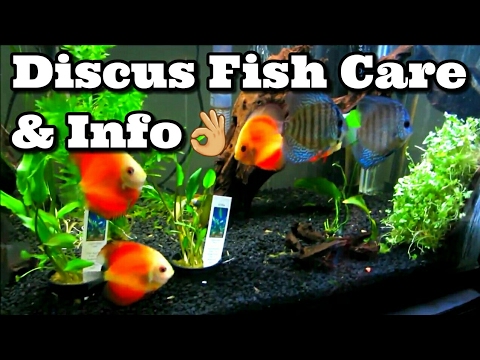Discus Fish Care and Information