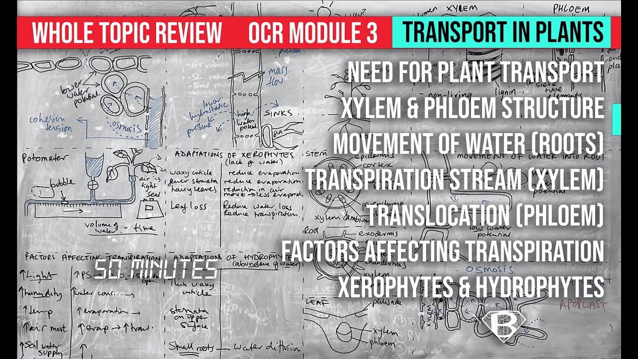 Xylem and phloem (plant transport) for A level biology topic review