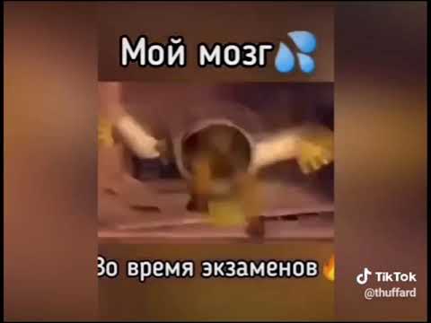 Мой мозг во время экзаменов
