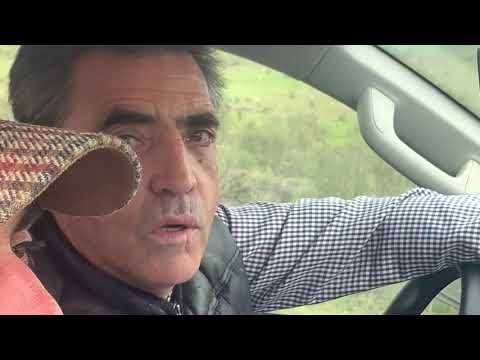 Hoy vamos a CROTALAR BECERROS recién nacidos