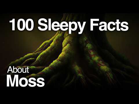 The Most Relaxing Facts About Moss to Fall Asleep To