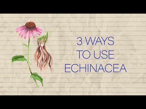 Herb Notes: The Benefits of Echinacea