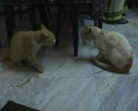 Chunnu and Munnu two bro cats fighting 1