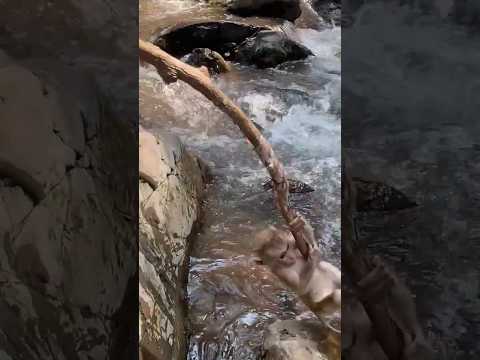 Thirsty baby monkey 🐒🤤😱🤓 #youtubeshorts #shorts #viralshorts  #monkey #ytshorts #shortsfeed #funny