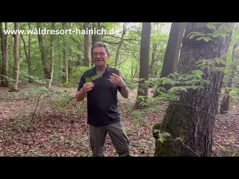 Unglaubliches WaldWissen - Elsbeere