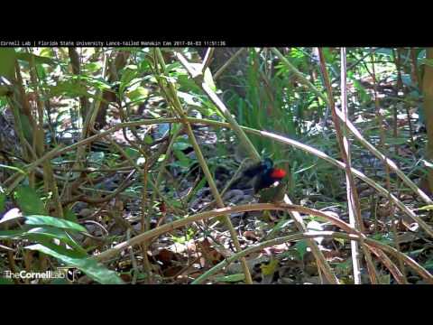 Lance-tailed Manakin Bounce Displays and Copulation – Apr. 3, 2017