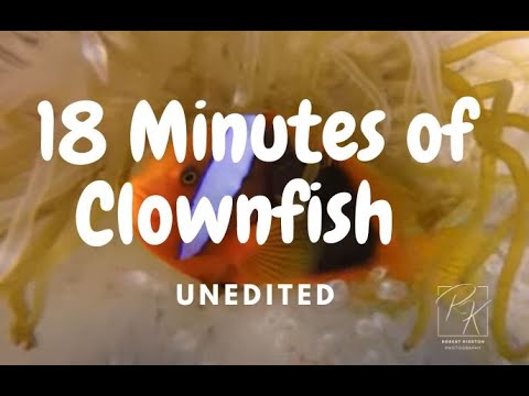 A Couple of Clownfish