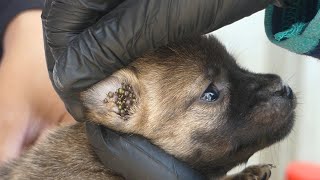 Help get rid ticks from newborn puppy part3