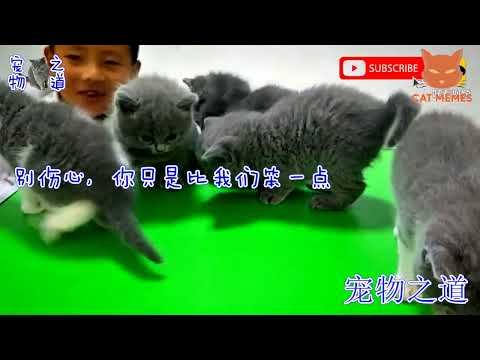 смешные видео про кошек , собак и животных | funny videos about cats 25  #cat #animals #funnycats