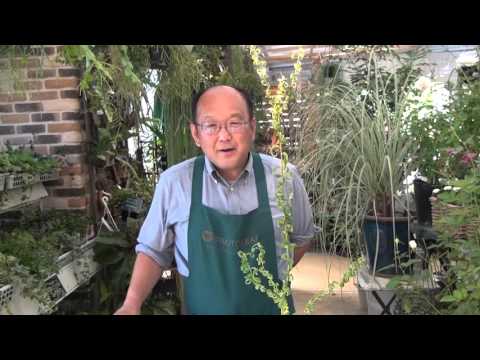 白いヤナギ 植物