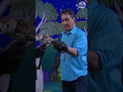 Owl Turns Its Head 180° | Play School | ABC Kids