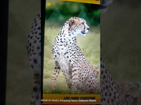 2/7 of facts about cat family #cute vidushi 💖