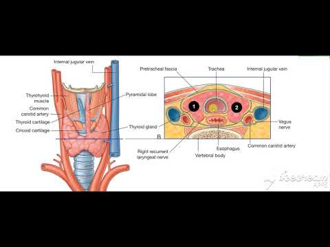 Thyroid gland relations 4