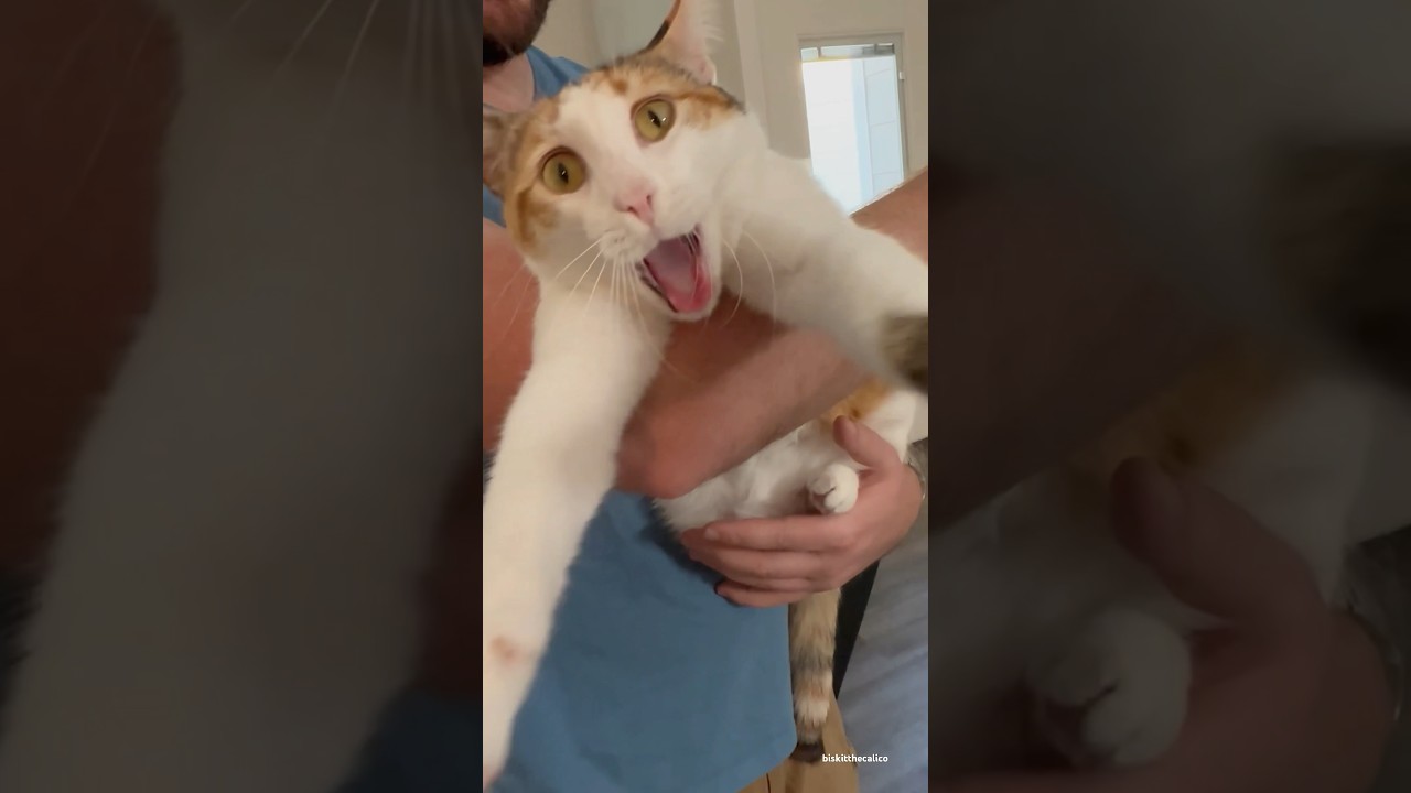 The biggest cat yawn you’ll ever see 😳