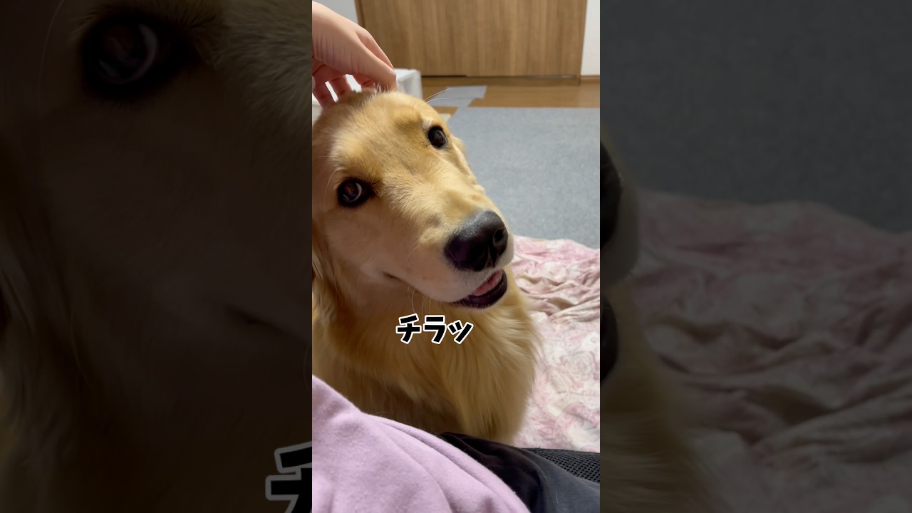へへへへへへ#goldenretriever #ゴールデンレトリバー
