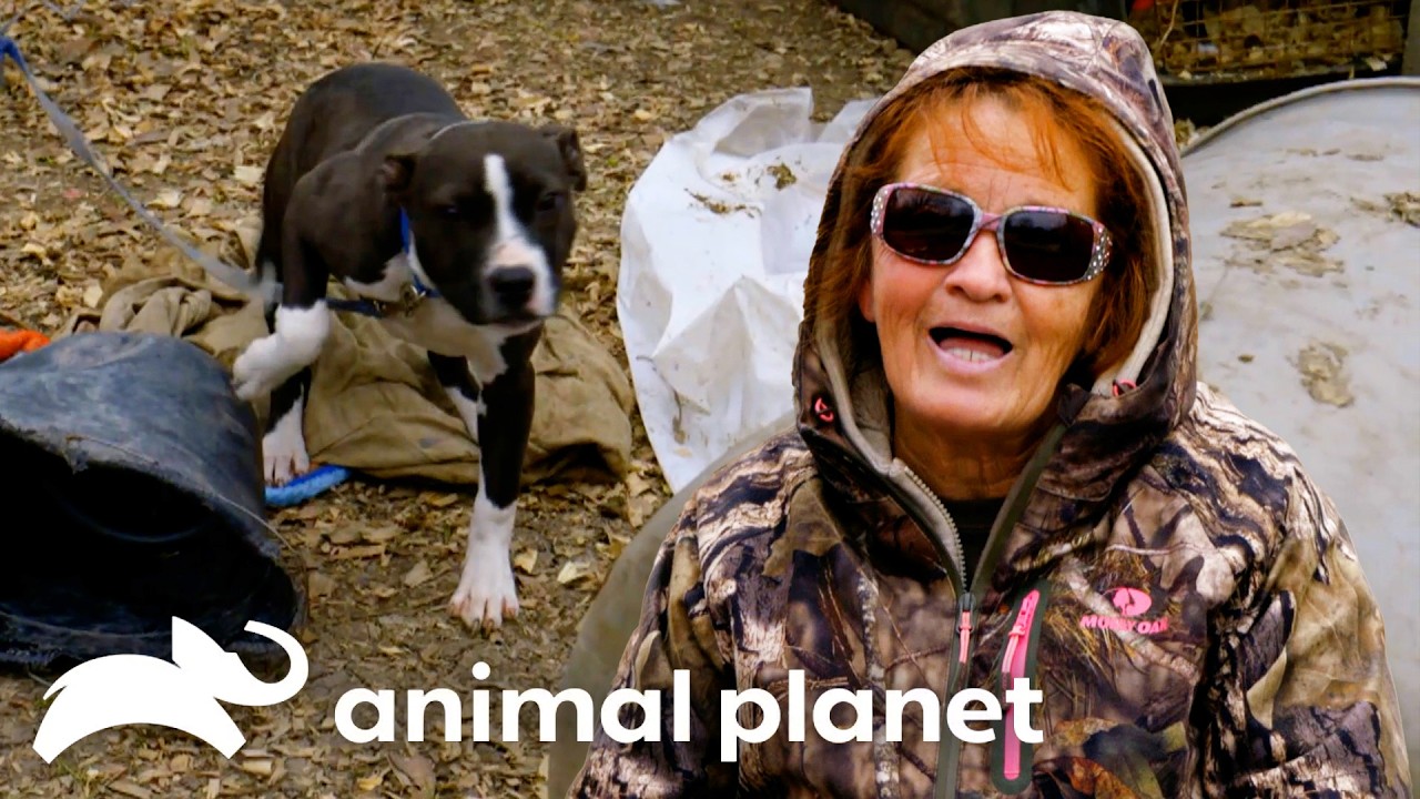Multiple Dogs Left ABANDONED After Owner Is Arrested! | Pit Bulls and Parolees | Animal Planet