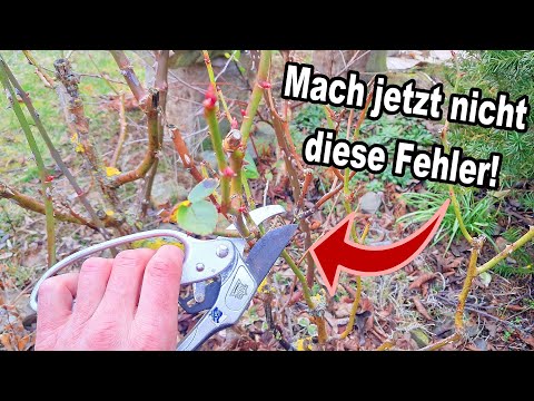 Die 3. häufigsten Fehler beim Rosen schneiden im Frühjahr!
