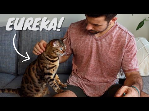 Taught My Cat to Cuddle - Easy Trick!