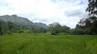 preview picture of video 'Sri Lanka,ශ්‍රී ලංකා,Ceylon,Beautiful Valley with Rice Paddy (02)'