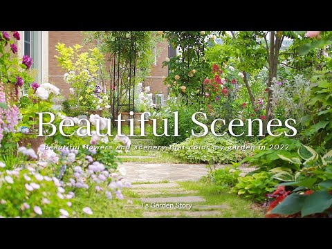  Pennisetum setaceum rubrum – 庭で観賞用の多年草を育てる方法  庭園