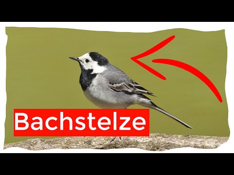 Bachstelze Steckbrief | Aussehen, Nahrung, Fortpflanzung, Stimme ...