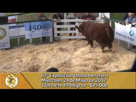 24-05-17 - Venta de Toros PH. PP. y P.R. - 67º Expo. Hereford - Tandil