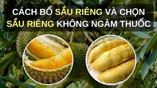 Cách bổ sầu riêng và chọn sầu riêng không ngâm thuốc| Đặc sản Vina | Sầu riêng chuồng bò