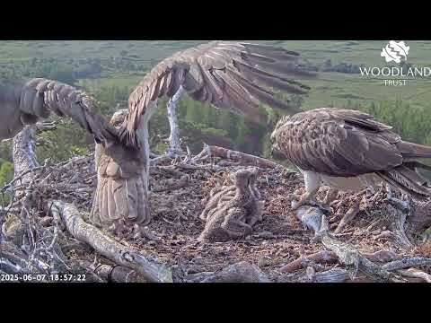 After feeding on fish five, two of the Loch Arkaig Osprey chicks are in a food coma! 7 Jun 2025