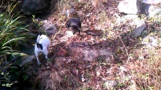 preview picture of video 'Caving with the Cornwell dogs in Guntersville'