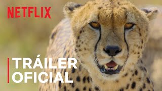 Animal (EN ESPAÑOL) | Tráiler oficial  Trailer