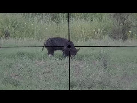 PADRILLO 170 meters (daytime wild boar) BIG GAME